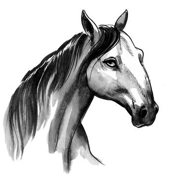 Horse head Stock Illustration