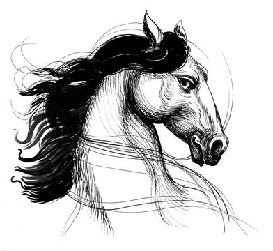 Horse head Stock Illustration