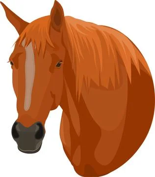 Horse head Stock Illustration