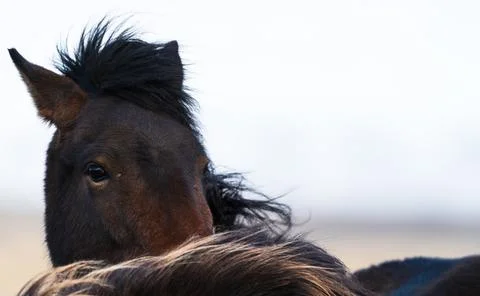 Horse head looking at the camera with text space Stock Photos