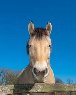 Horse head Stockfoto's