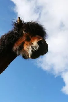 Horse head Stock Photos