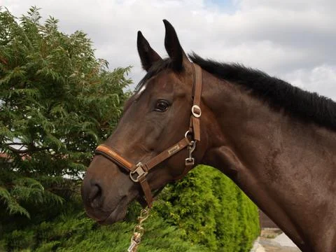 Horse head Stock Photos