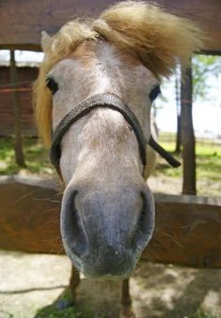Horse head Stock Photos