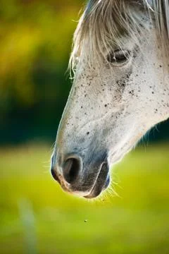 Horse head Foto stock