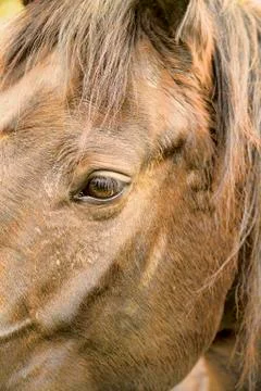 Horse head Stock Photos