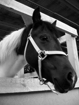 Horse head Stock Photos