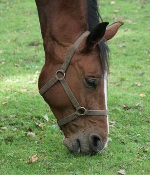 Horse head Foto stock