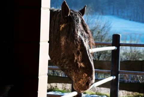 Horse head Stock Photos