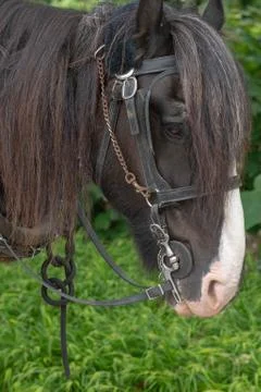 Horse head Stock Photos