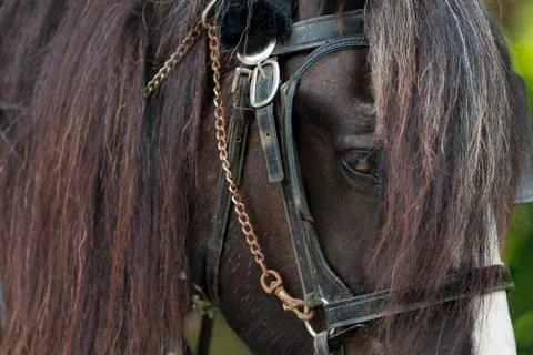 Horse head Stock Photos