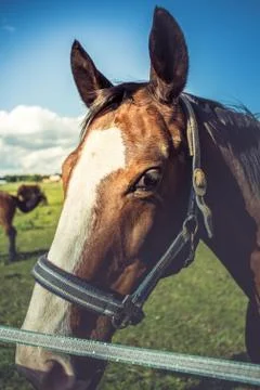Horse head Stock Photos