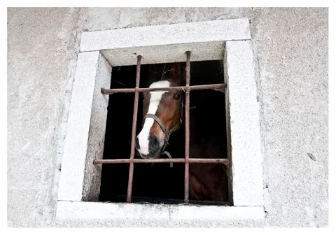 Horse Head Stock Photos