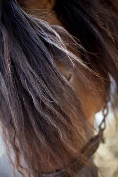 Horse head Stock Photos