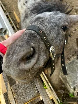 Horse Head Foto stock