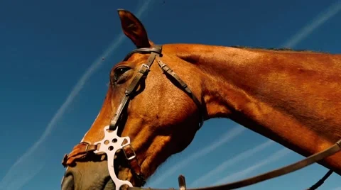 Horse head shot from below Video stock 51584615