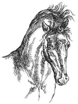Horse head vector hand drawing illustration Stock Illustration