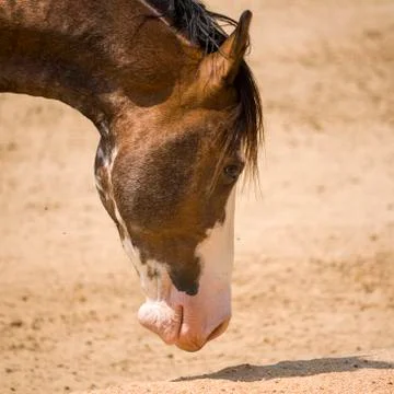 A Horse - Head View Stock Photos