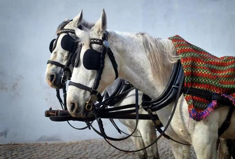 Horse Heads Stock Photos