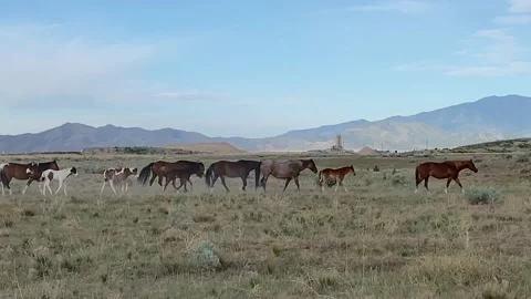 Horse Herd with Foals Stock Footage 131779335