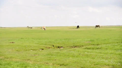 Horse herd Stock Footage 22556570