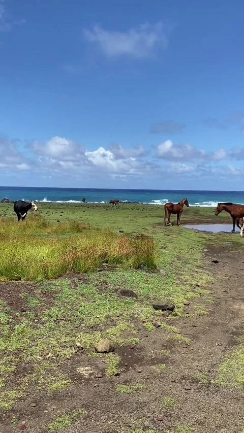 Horse herd grazing on a field in Easter Island Vídeo Stock 342838652