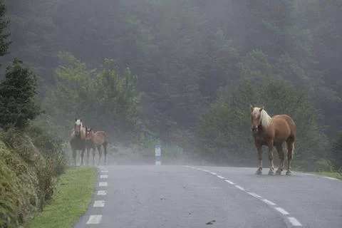 Horse herd Horse herd, Isaba-France road, Belagua valley, Isaba, Navarra, ... Stock Photos