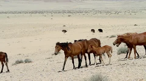 Horse herd landscape Stock Footage 12672693