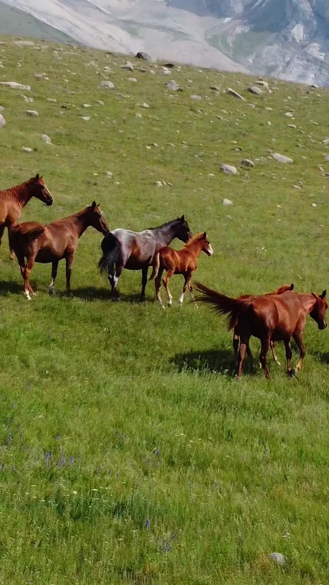 Horse herd with small foals walking on a rocky green meadow below mountains Stock Footage 336693162