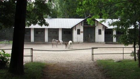 Horse herd in a stable Stock Footage 132251808