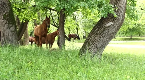 Horse hide behind trees Stock-Footage 51364521
