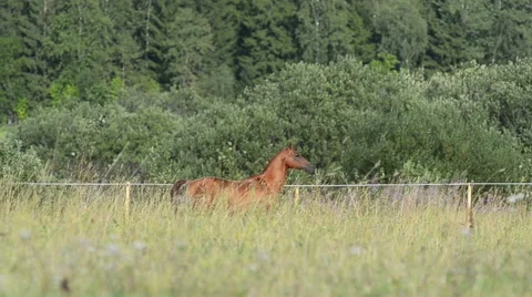 Horse hiding in grass Stock Footage 54047436