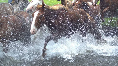 Horse. high-speed shoot Stockbeeldmateriaal 46948449
