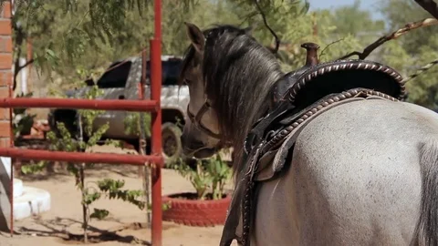 Horse on his back ready Stock Footage 81730870