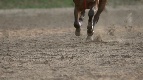 Horse Hooves Close Up Slow Motion Vídeos de archivo 44190066