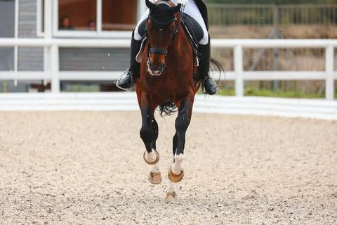 Horse hooves close-up when does the gallop. right lead canter, direction of.. Stock Photos