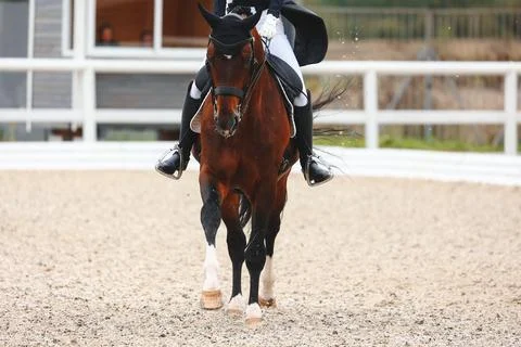 Horse hooves close-up when does the gallop . Details of equestrian sports Stock Photos