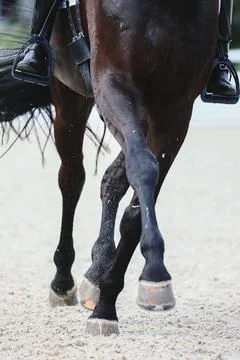 Horse hooves close-up when does the volt . Details of equestrian sports. Tr.. Stock Photos