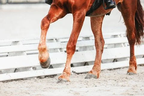 Horse hooves close-up when does the volt . Details of equestrian sports Stock Photos