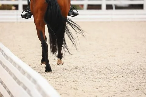 Horse hooves close-up when does the gallop. Shooting from the back close-up Stock Photos