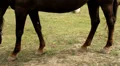 horse hooves HD Footage