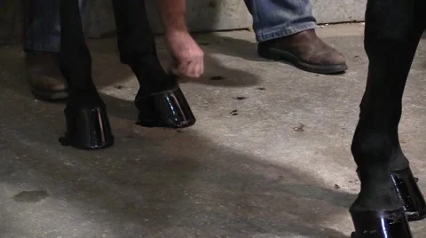 Horse Hooves  Stock Footage 50140762