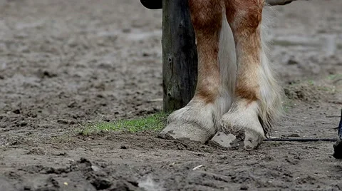 Horse hooves Stock Footage 50518220