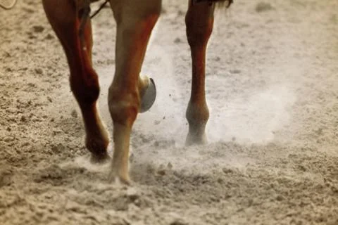 Horse hooves Stock Photos