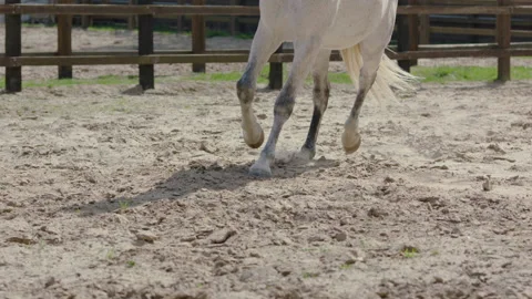 Horse hooves run through sand in slow motion HD. Stock Footage 237488123