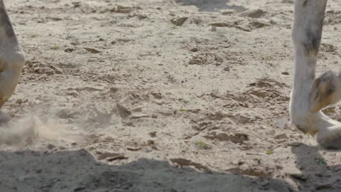 Horse hooves run through sand in slow motion HD. Stock Footage 237488146