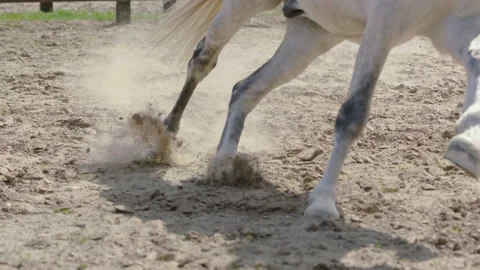 Horse hooves run through sand in slow motion HD. Stock Footage 237488391