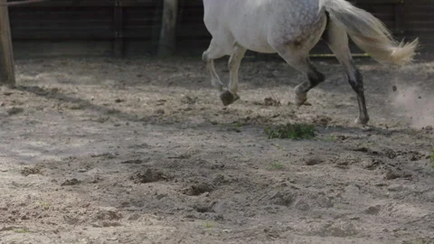 Horse hooves run through sand in slow motion HD. Stock Footage 237488440
