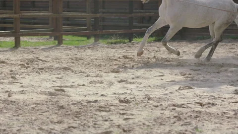 Horse hooves run through sand in slow motion HD. Stock Footage 237488464