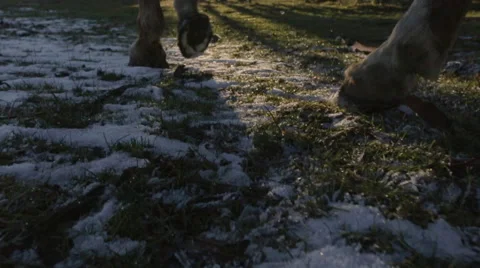 Horse hooves in snow 動画素材 63333232